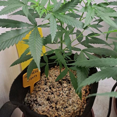 Northern Lights growlog timeline photo