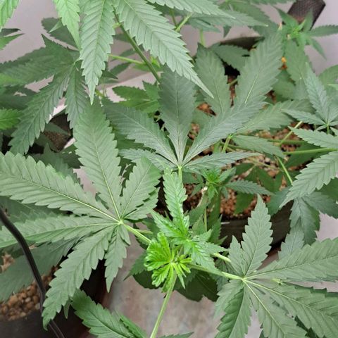 Critical Lemon growlog timeline photo