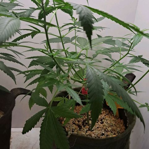 Critical Lemon growlog timeline photo