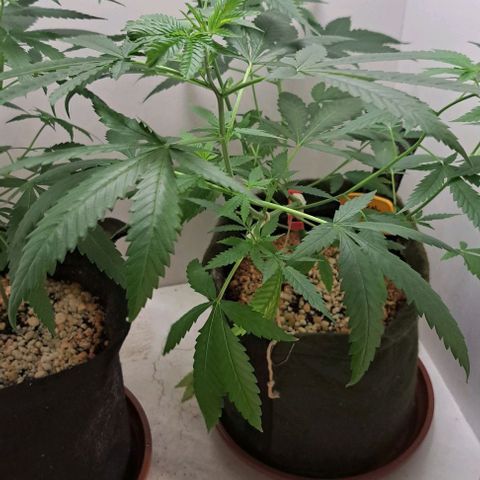 Critical Lemon growlog timeline photo