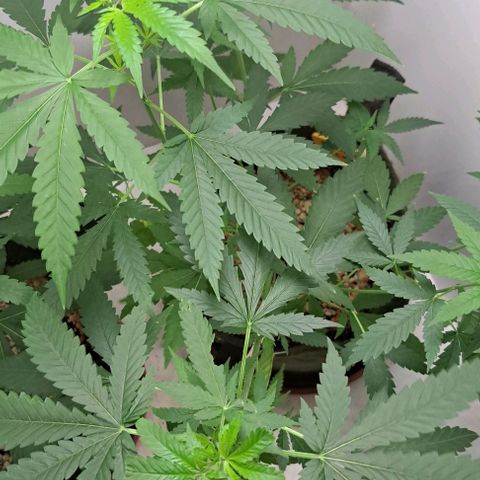 Critical Lemon growlog timeline photo
