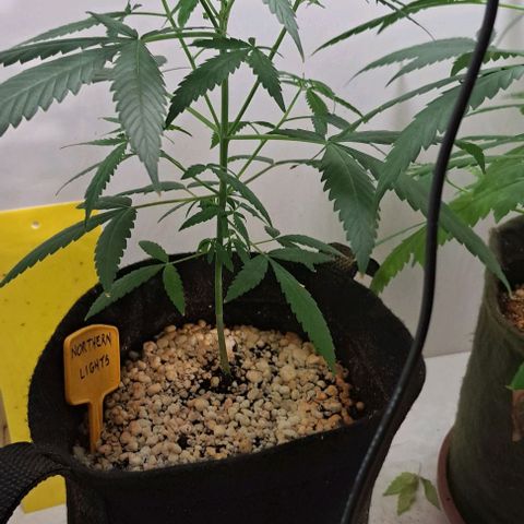 Northern Lights growlog timeline photo