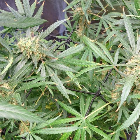 Ak47 growlog timeline photo