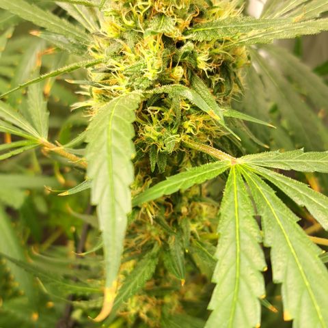 Ak47 growlog timeline photo