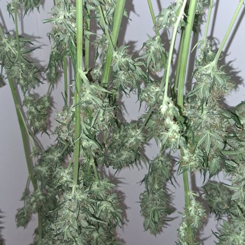 Gorilla Kush growlog timeline photo
