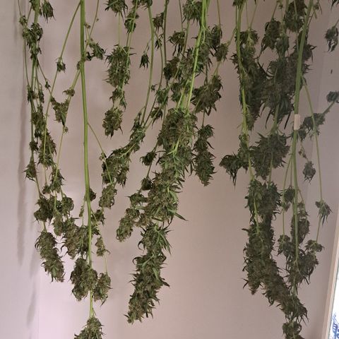 Gorilla Kush growlog timeline photo