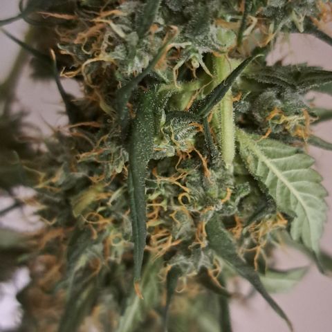 Gorilla Kush growlog timeline photo