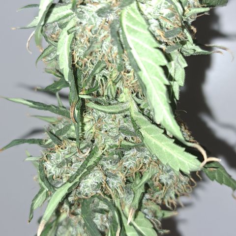 Gorilla Kush growlog timeline photo
