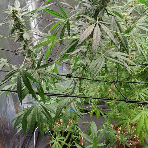 Bubble Gum growlog timeline photo