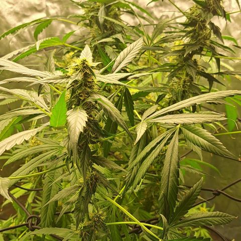 Bubble Gum growlog timeline photo
