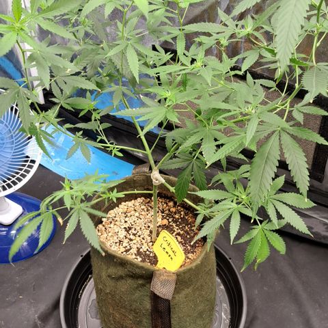 Critical Lemon growlog timeline photo