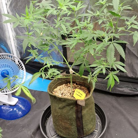 Critical Lemon growlog timeline photo
