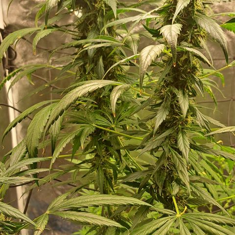 Bubble Gum growlog timeline photo