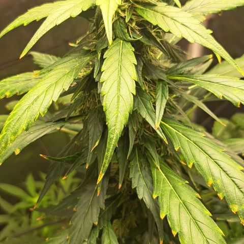 Bubble Gum growlog timeline photo