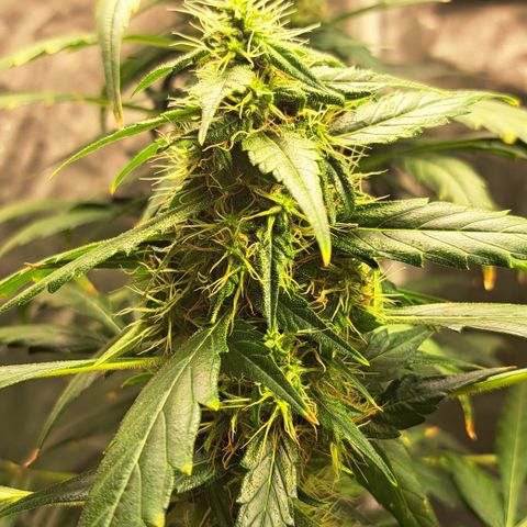 Bubble Gum growlog timeline photo