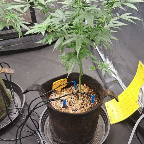 Northern Lights growlog timeline photo