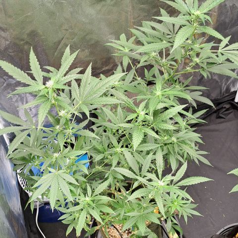 Critical Lemon growlog timeline photo