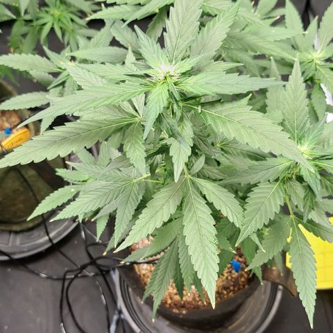 Northern Lights growlog timeline photo