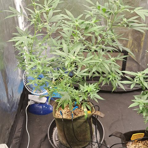 Critical Lemon growlog timeline photo