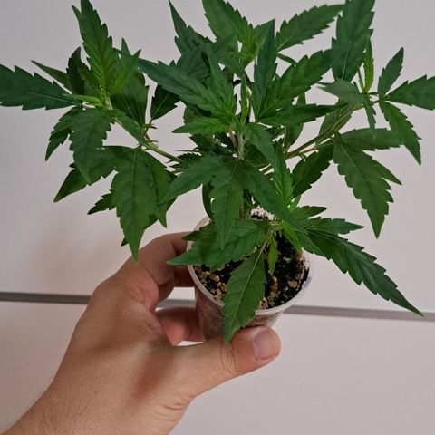 Bubble Gum growlog timeline photo