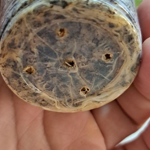 Bubble Gum growlog timeline photo