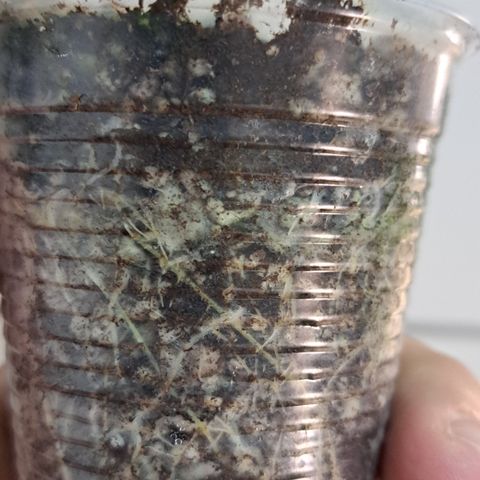 Bubble Gum growlog timeline photo