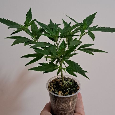 Bubble Gum growlog timeline photo