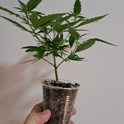 Bubble Gum growlog timeline photo