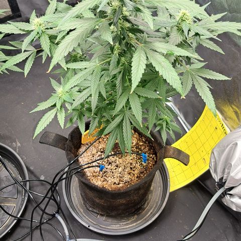 Northern Lights growlog timeline photo