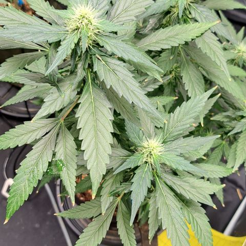 Northern Lights growlog timeline photo