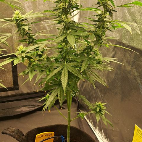 Northern Lights growlog timeline photo
