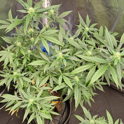 Critical Lemon growlog timeline photo