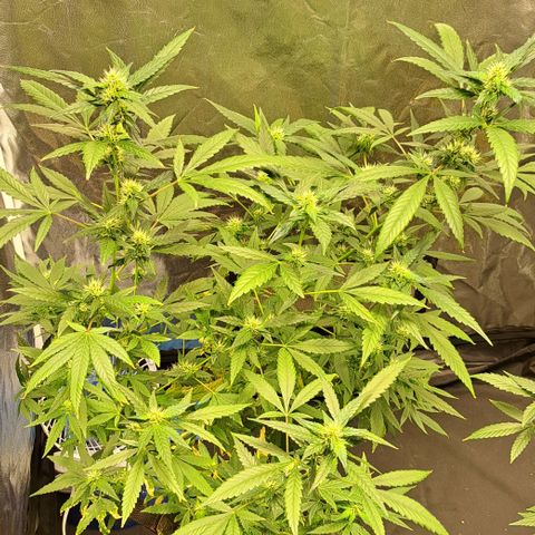 Critical Lemon growlog timeline photo