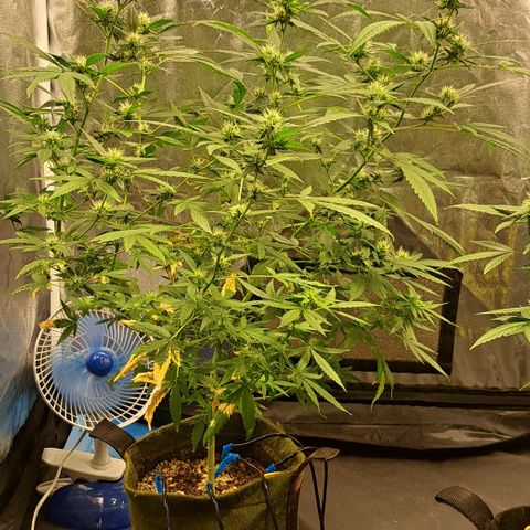 Critical Lemon growlog timeline photo