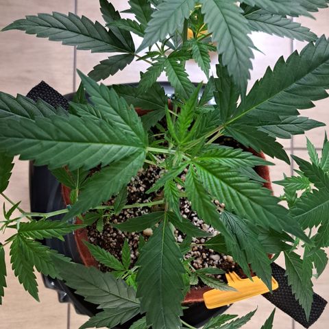 Bubble Gum growlog timeline photo
