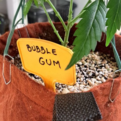 Bubble Gum growlog timeline photo
