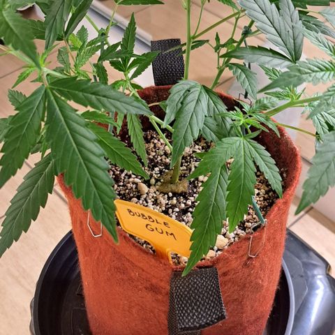 Bubble Gum growlog timeline photo