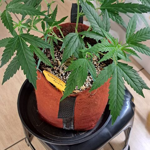 Bubble Gum growlog timeline photo
