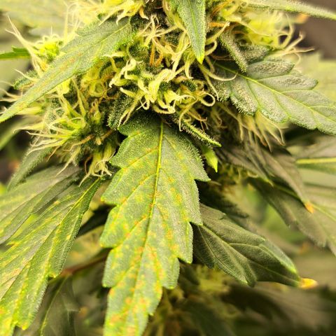 Northern Lights growlog timeline photo
