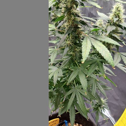 Northern Lights growlog timeline photo