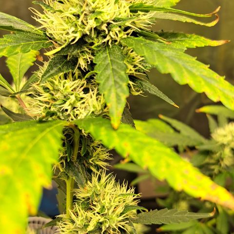 Critical Lemon growlog timeline photo