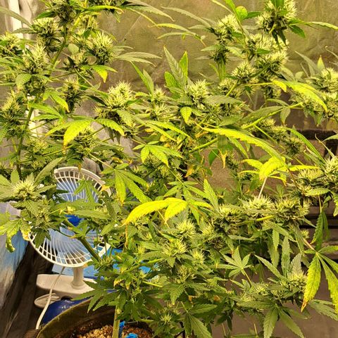 Critical Lemon growlog timeline photo