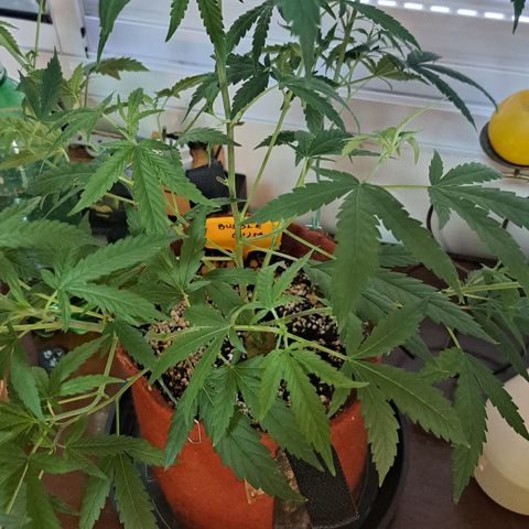 Bubble Gum growlog timeline photo