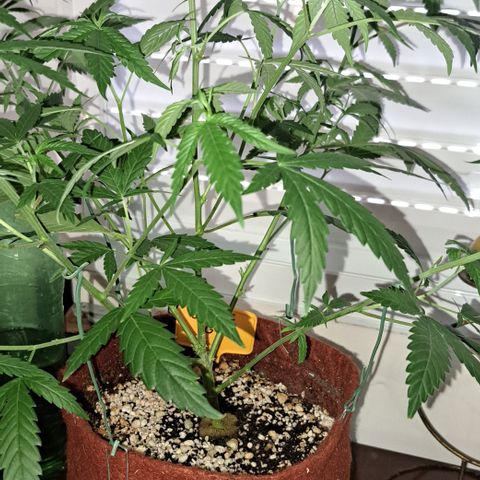 Bubble Gum growlog timeline photo