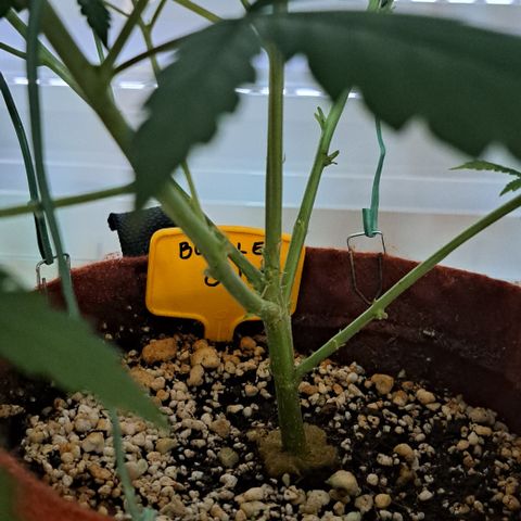 Bubble Gum growlog timeline photo