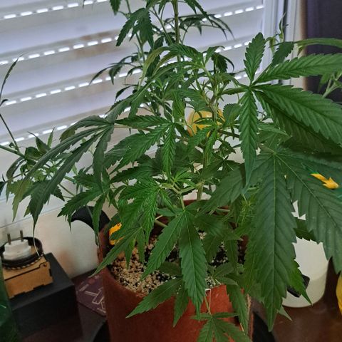 Bubble Gum growlog timeline photo