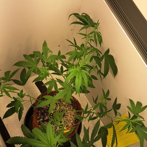 Bubble Gum growlog timeline photo