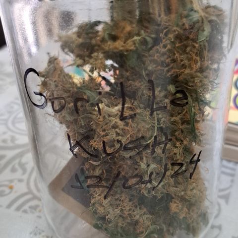Gorilla Kush growlog timeline photo