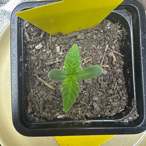 2x Runtz Fast, 1x Gelato #33 Fast growlog timeline photo