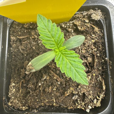 2x Runtz Fast, 1x Gelato #33 Fast growlog timeline photo